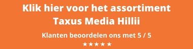 Taxus Media Hillii kopen